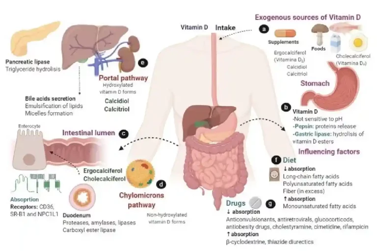 What part of the body best absorbs vitamin D_