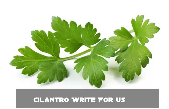 Cilantro Write For Us 