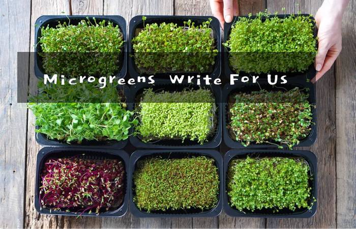 Microgreens  Write For Us