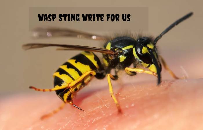 Wasp Sting Write For Us