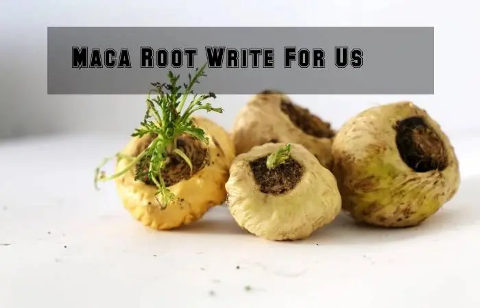 Maca Root Write For Us