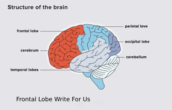Frontal Lobe Write For Us