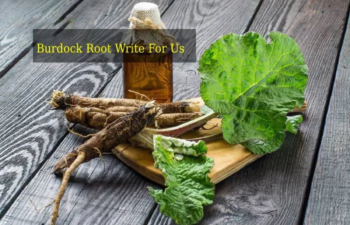 Burdock Root Write For Us