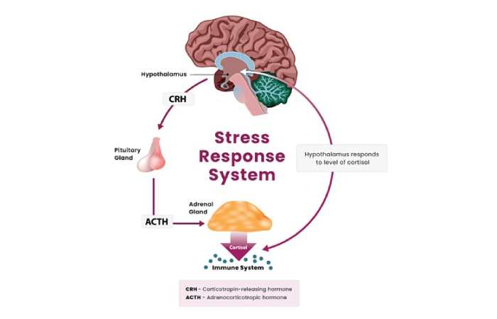 Role of Cortisol and Stress Response
