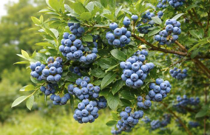 Types of Blueberries and Their Classifications